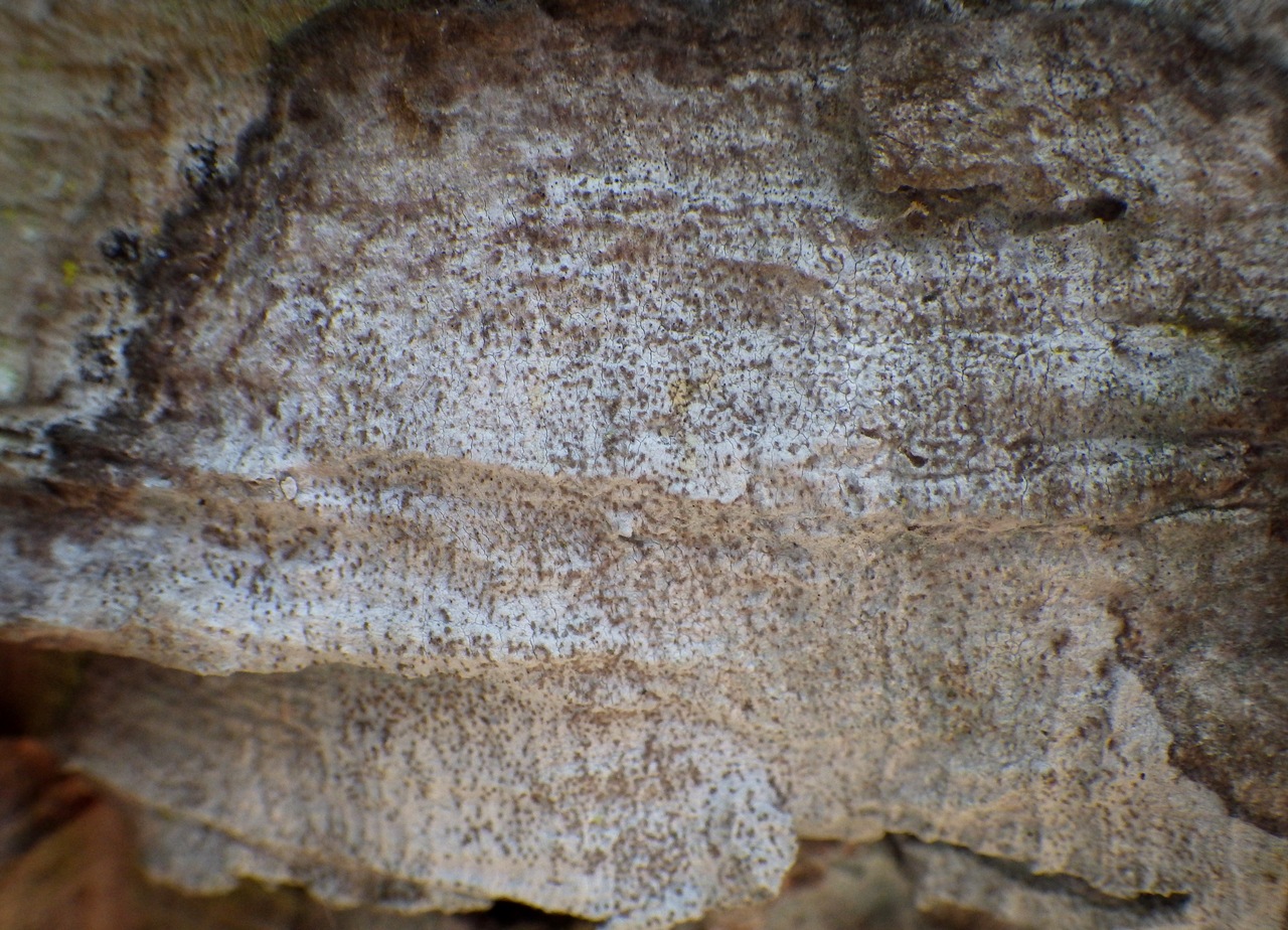 Observation mo-332794, Lecanographa amylacea