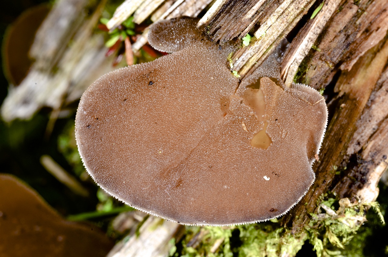 Observation mo-334551, Pseudohydnum gelatinosum