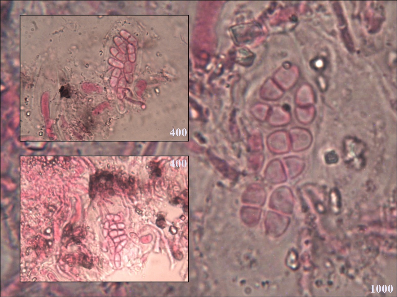 Observation mo-335539, Lecania turicensis