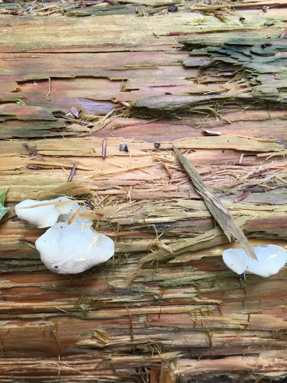 Observation mo-336133, Pseudohydnum gelatinosum