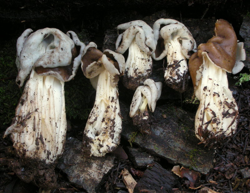 Observation mo-33688, Helvella maculata