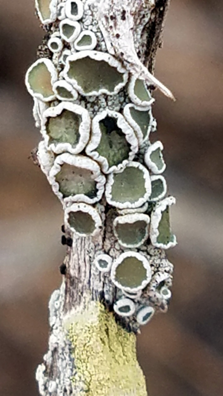 Observation mo-338126, Lecanora pacifica