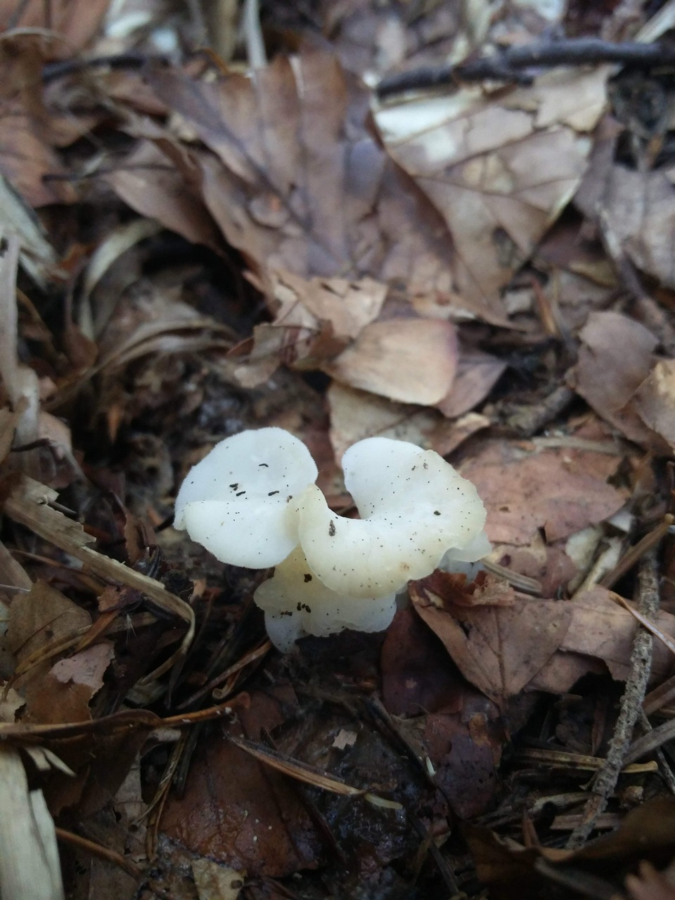 Observation mo-338194, Pseudohydnum gelatinosum