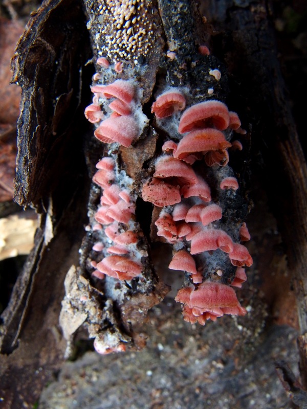 Observation mo-338441, Crepidotus roseoornatus