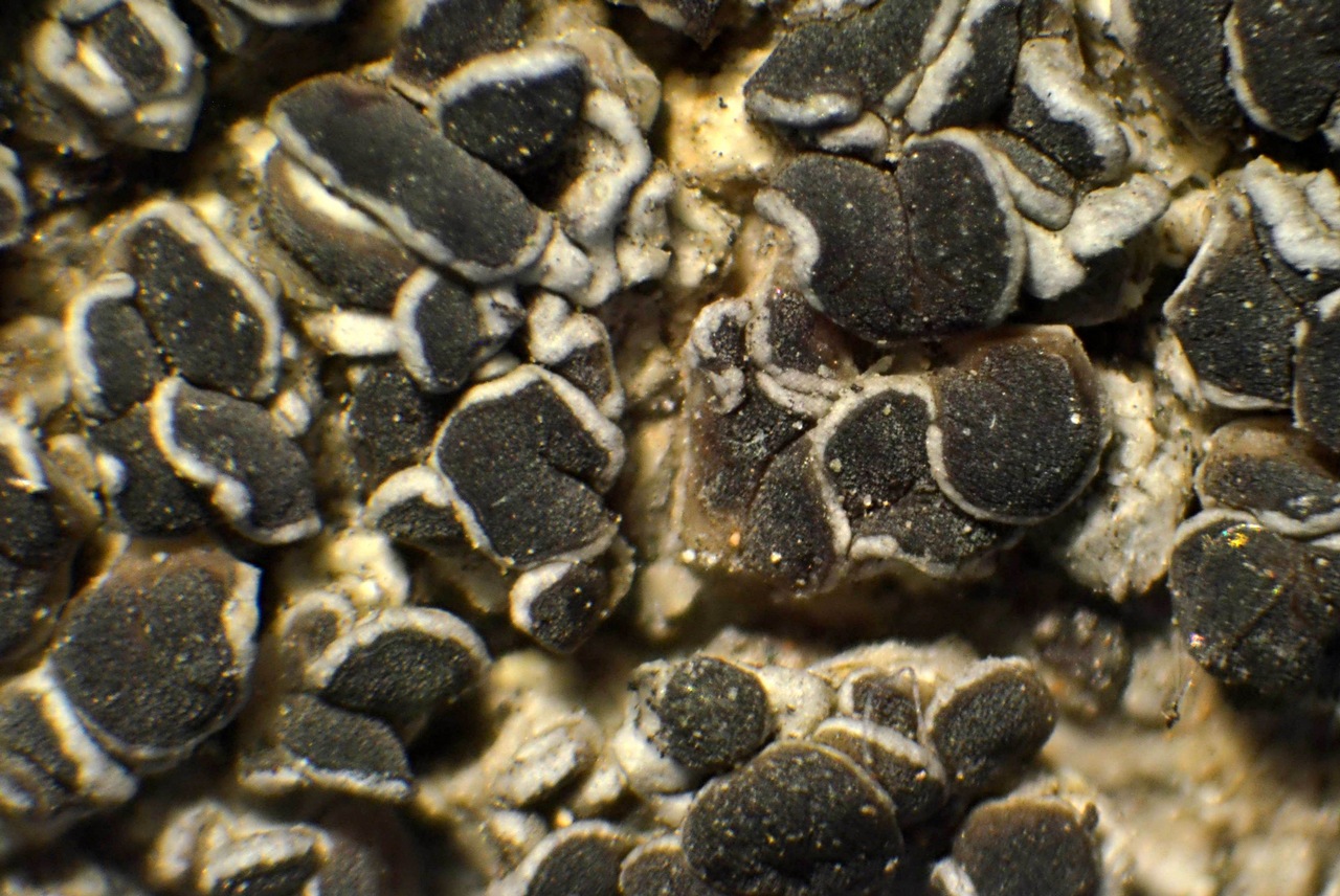 Observation mo-338619, Lecania dudleyi