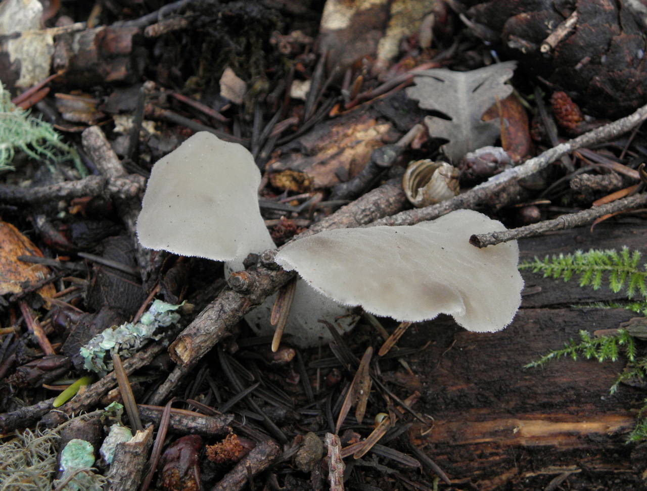 Observation mo-33892, Pseudohydnum gelatinosum