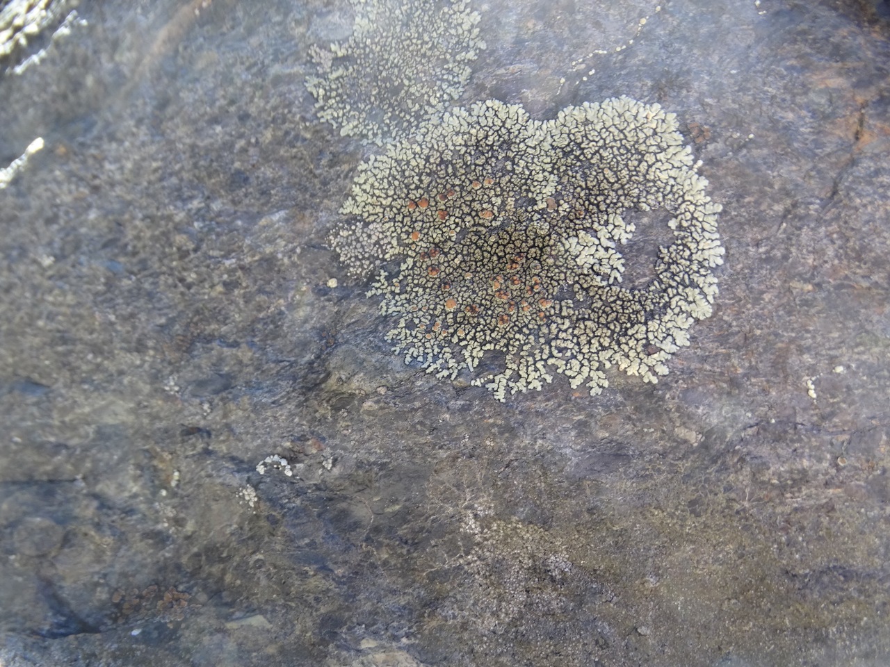 Observation mo-338997, Lecanora sierrae