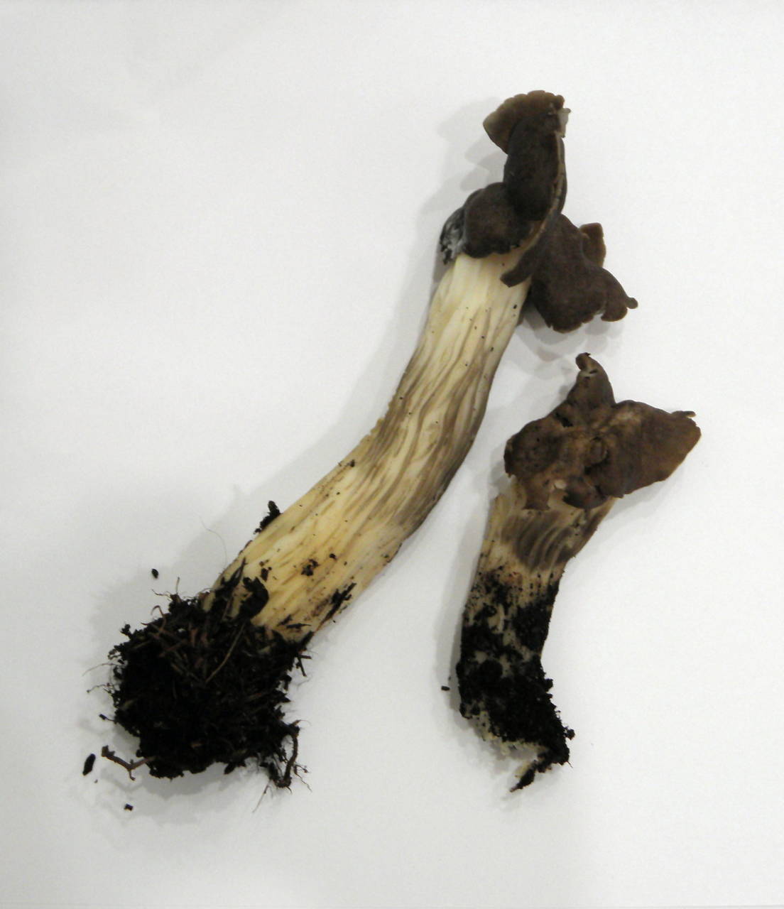 Observation mo-33912, Helvella maculata