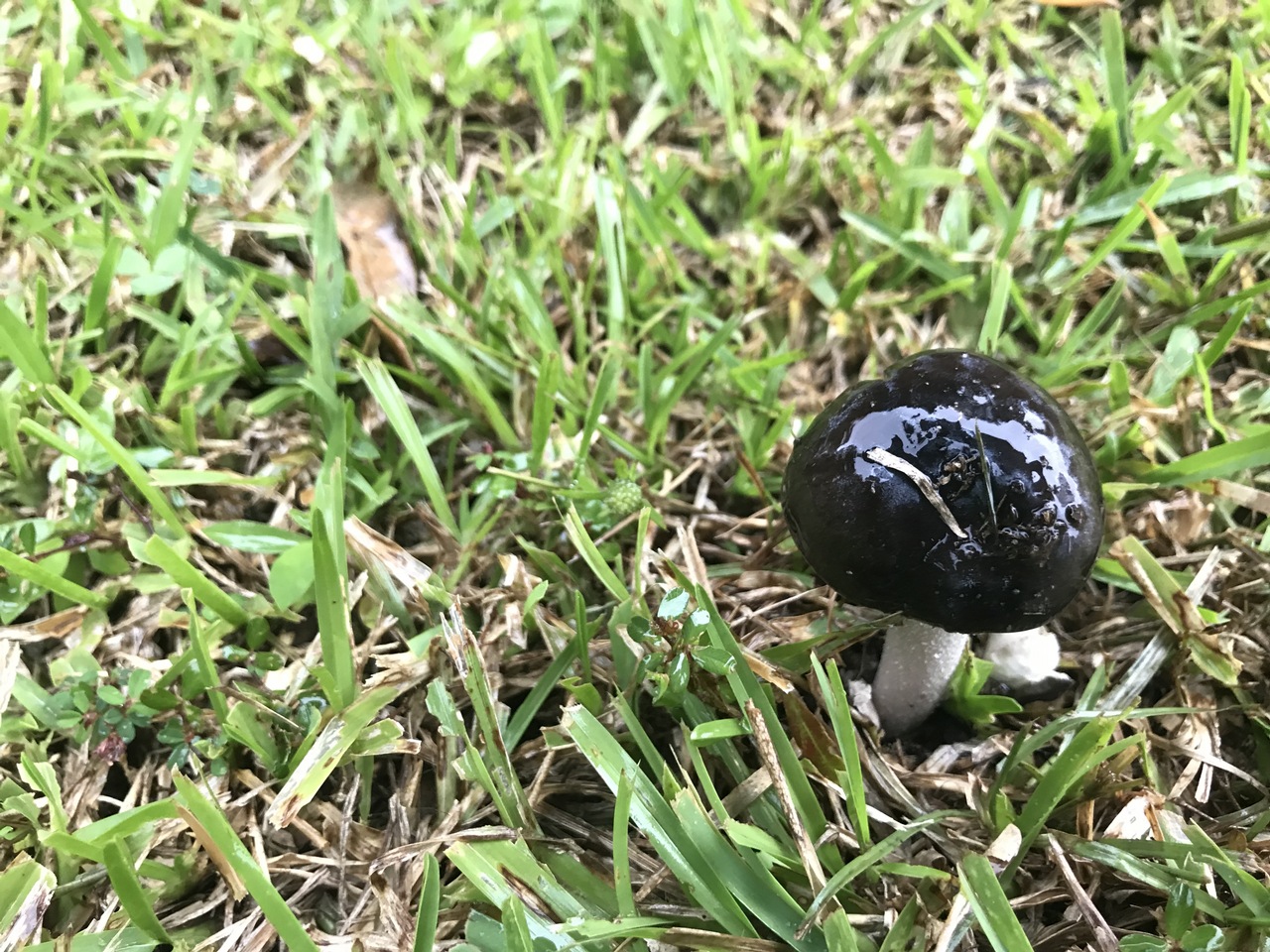Observation mo-340645, Amanita petroleum
