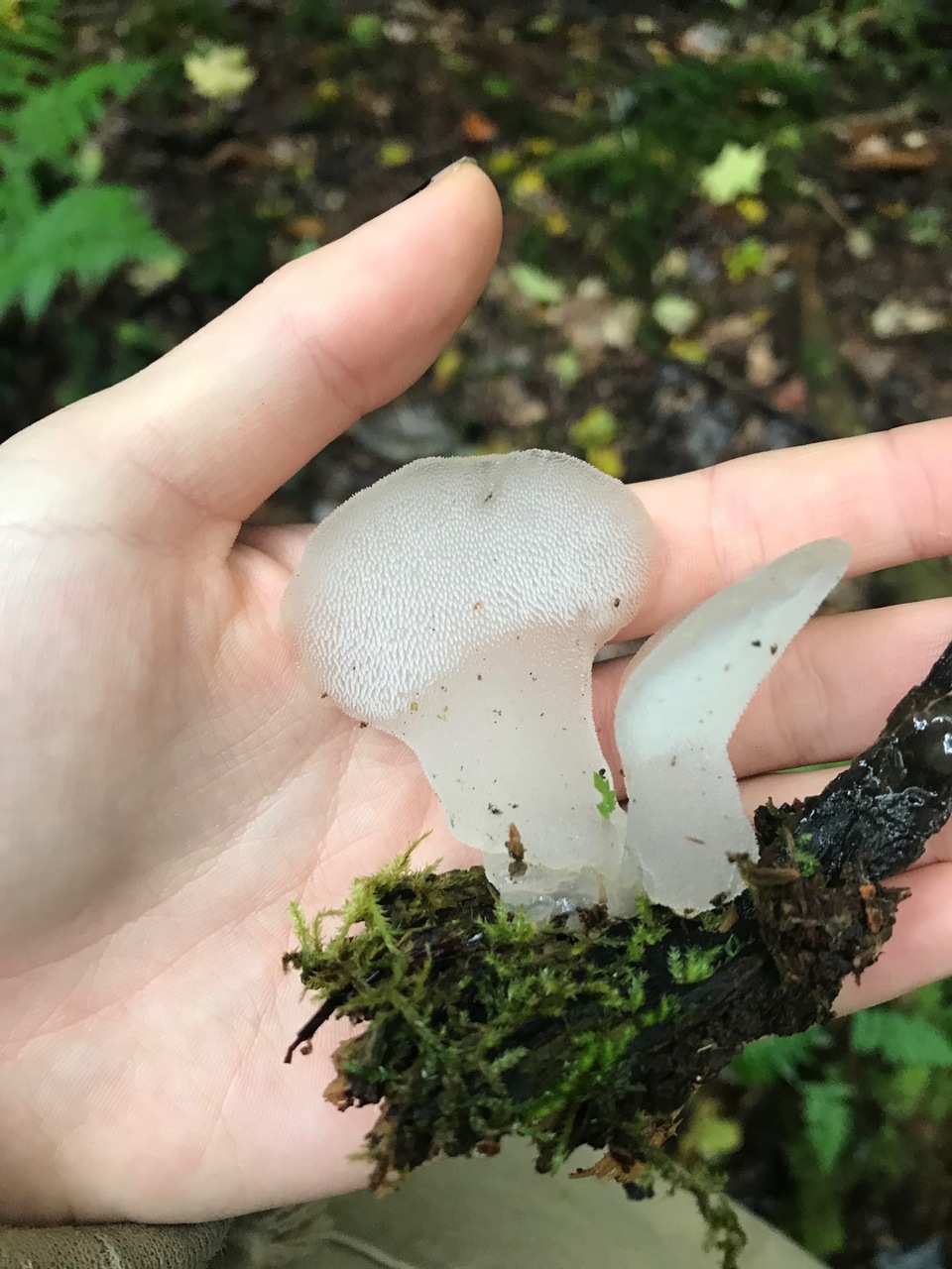 Observation mo-340858, Pseudohydnum gelatinosum