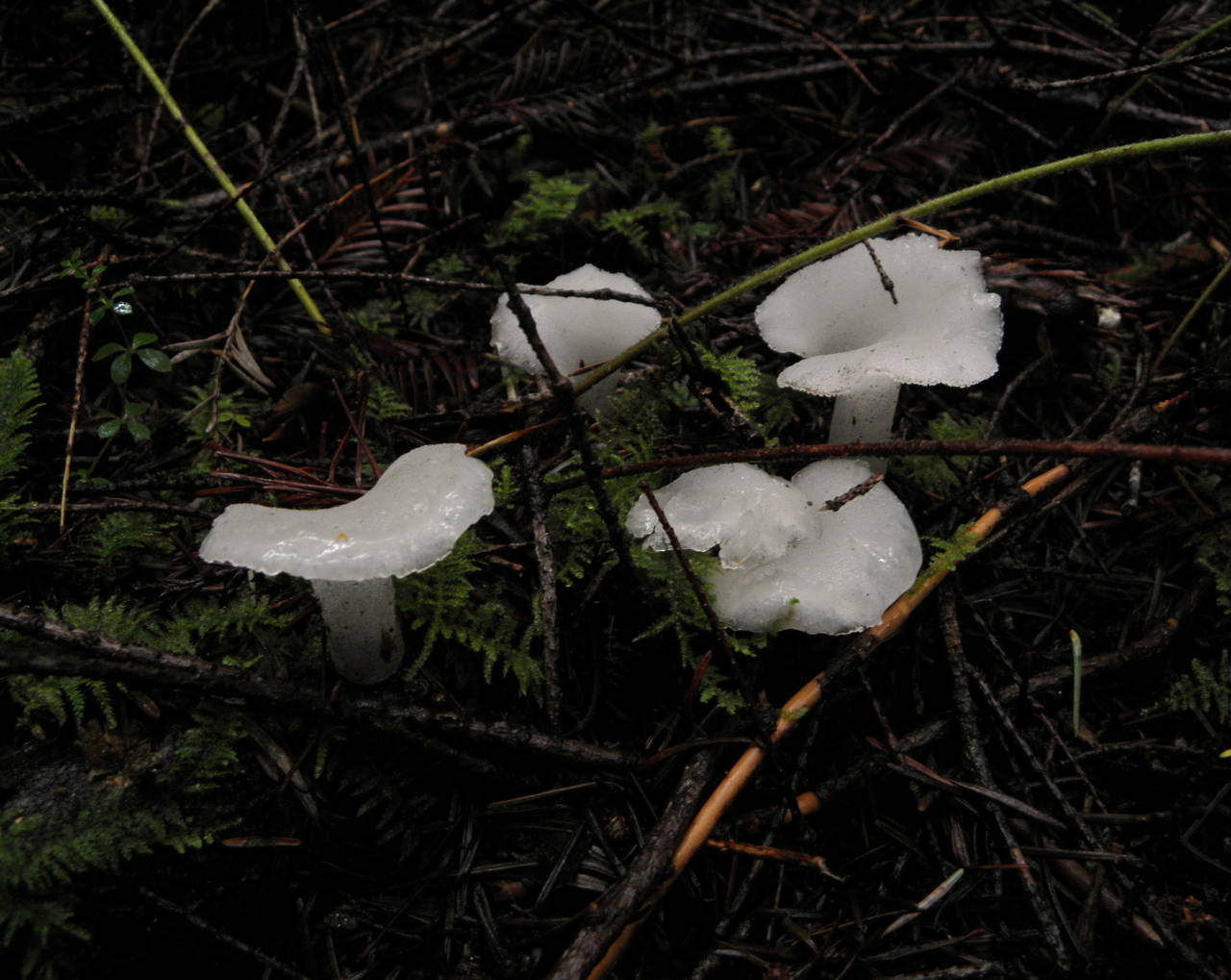 Observation mo-34168, Pseudohydnum gelatinosum