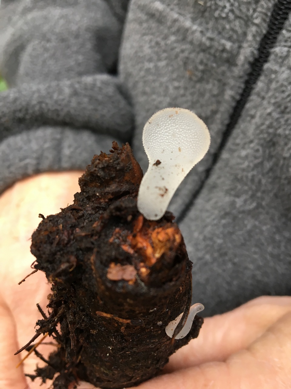 Observation mo-342051, Pseudohydnum gelatinosum