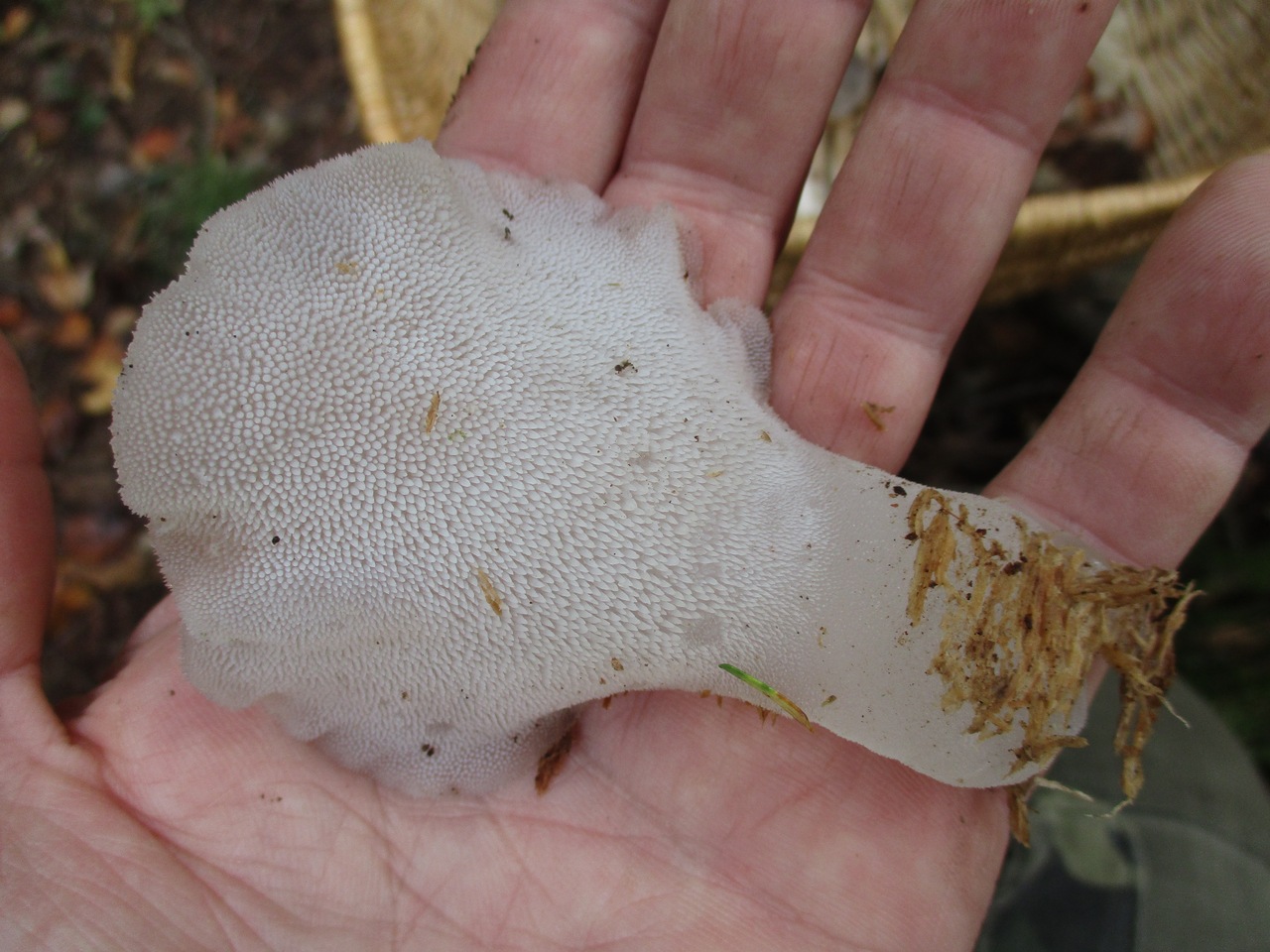 Observation mo-342111, Pseudohydnum gelatinosum