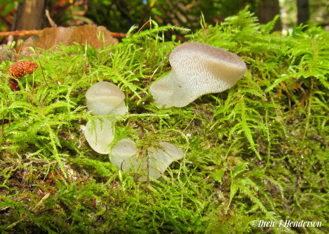 Observation mo-342853, Pseudohydnum gelatinosum