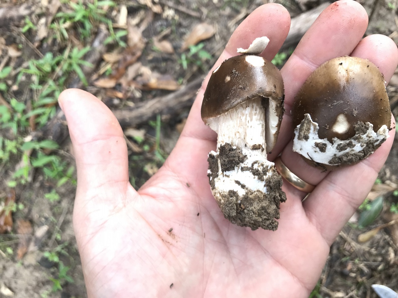 Observation mo-343165, Amanita sp. 'LA03'