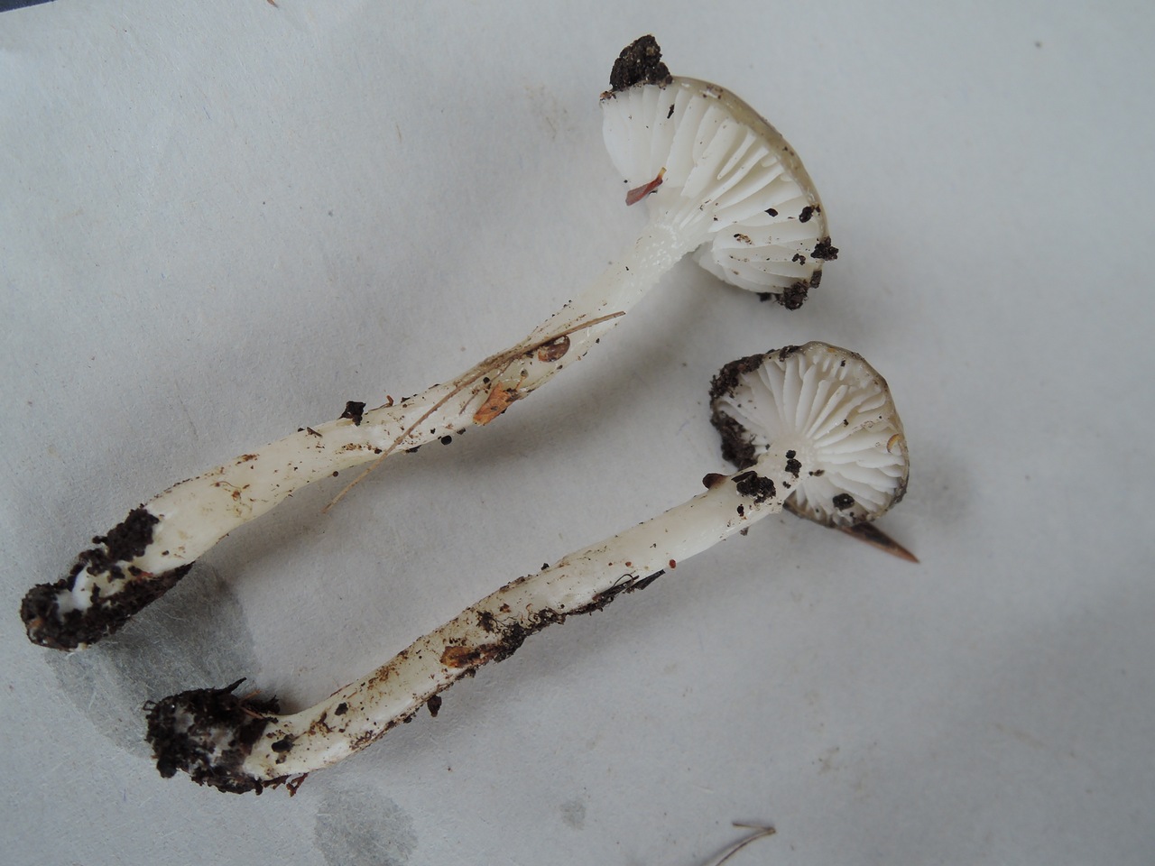Observation mo-343198, Hygrophorus pseudochrysaspis