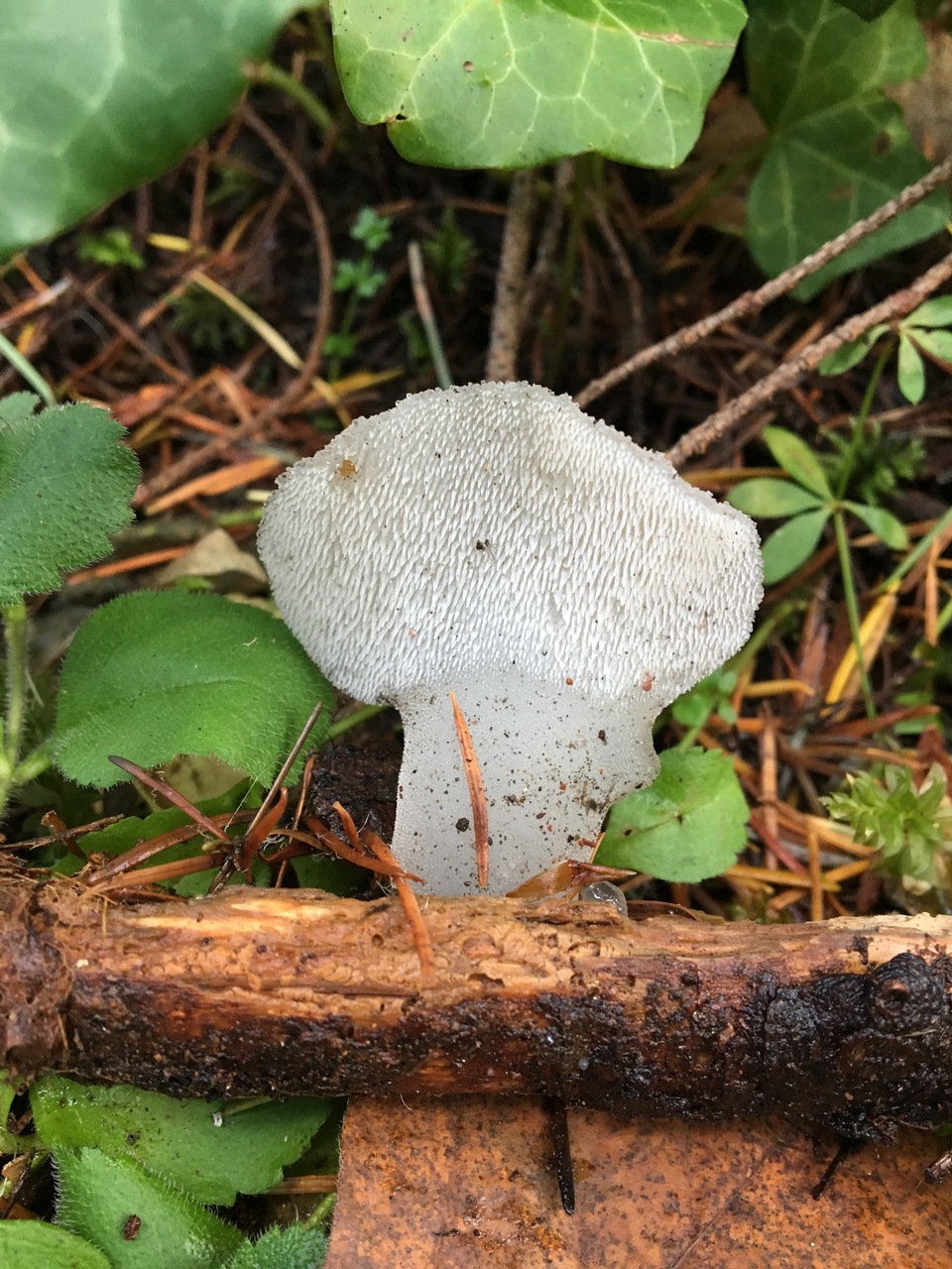 Observation mo-343454, Pseudohydnum gelatinosum