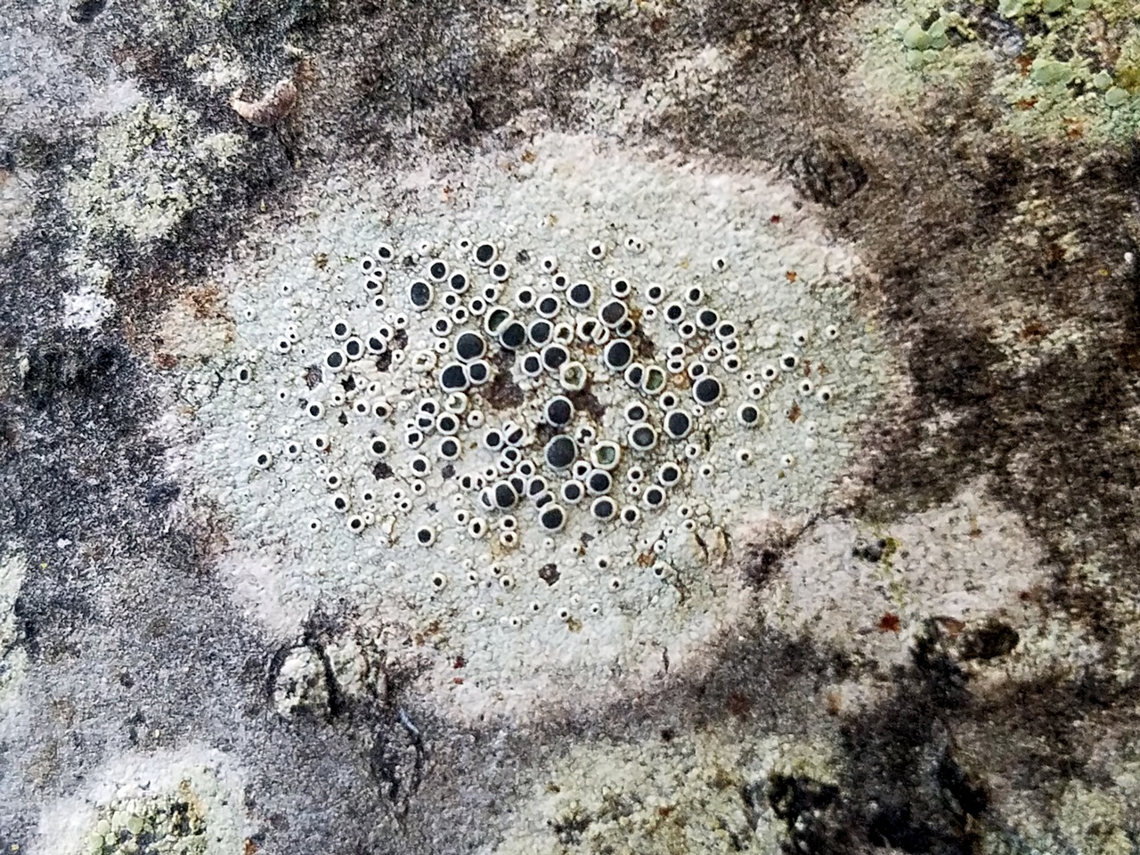 Observation mo-343712, Lecanora circumborealis