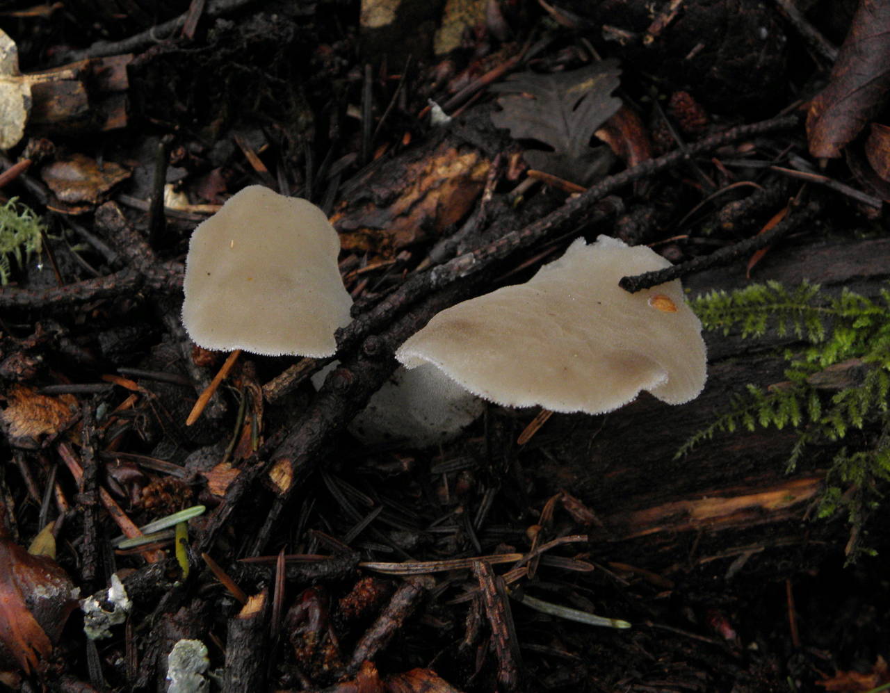 Observation mo-34387, Pseudohydnum gelatinosum