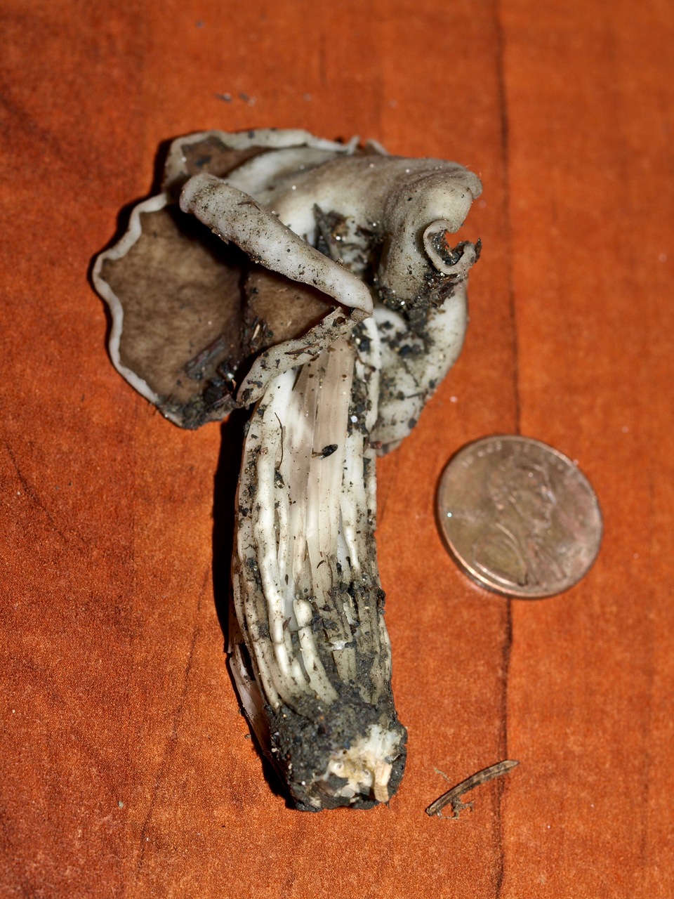 Observation mo-344290, Helvella maculata