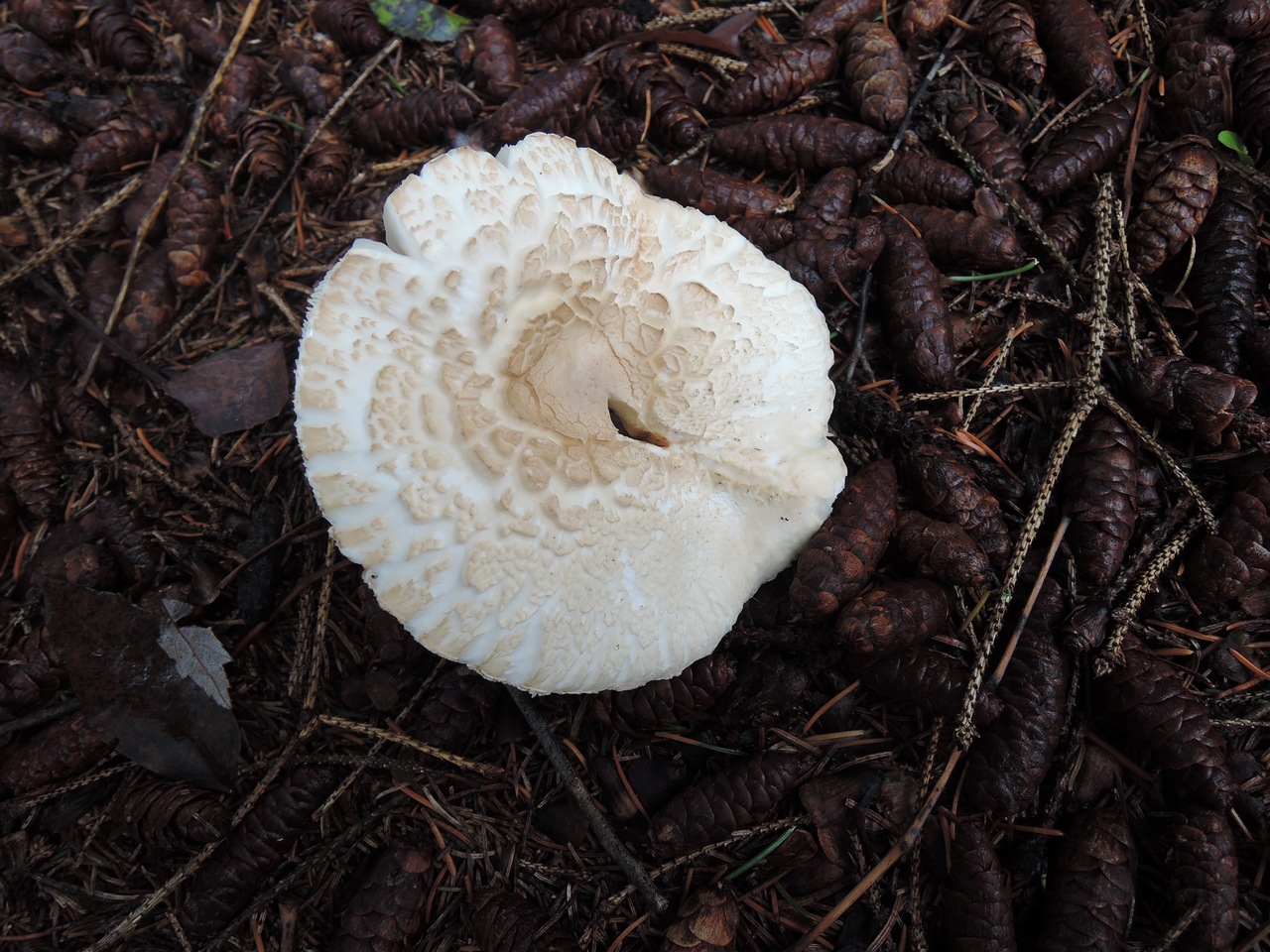 Observation mo-344740, Leucoagaricus subcretaceus