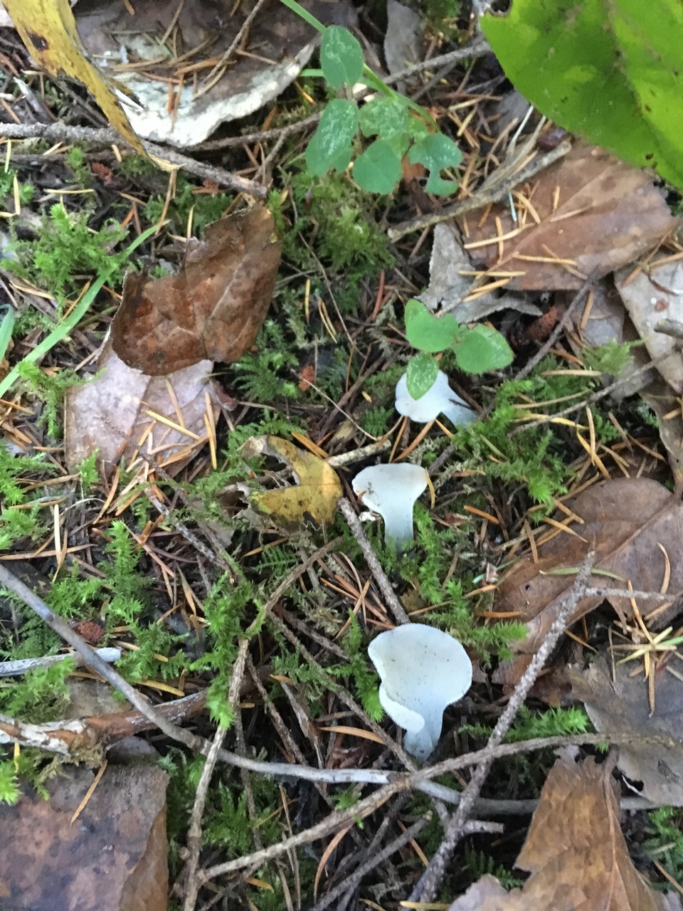 Observation mo-345217, Pseudohydnum gelatinosum