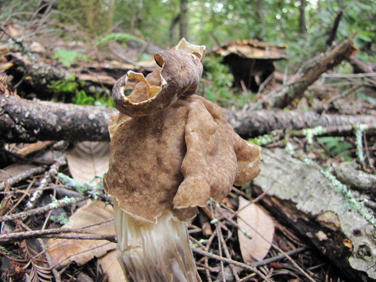 Observation mo-34690, Helvella maculata
