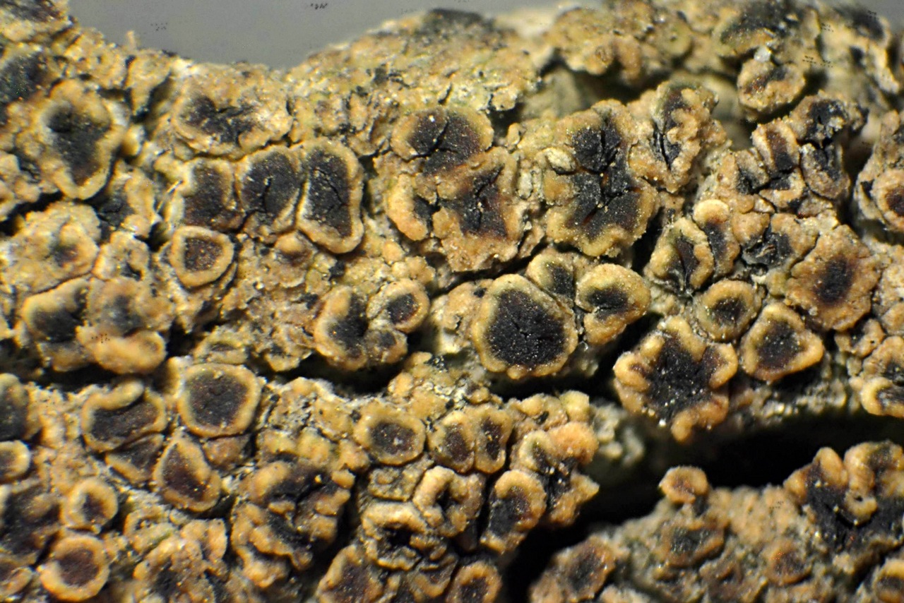 Observation mo-348046, Lecanora coniferarum