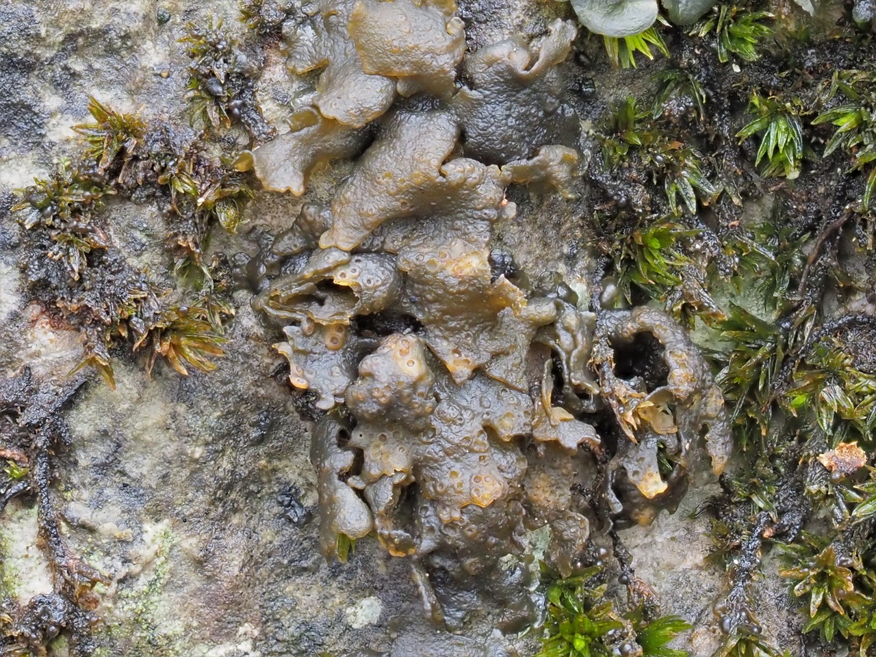 Observation mo-348302, Lempholemma polyanthes