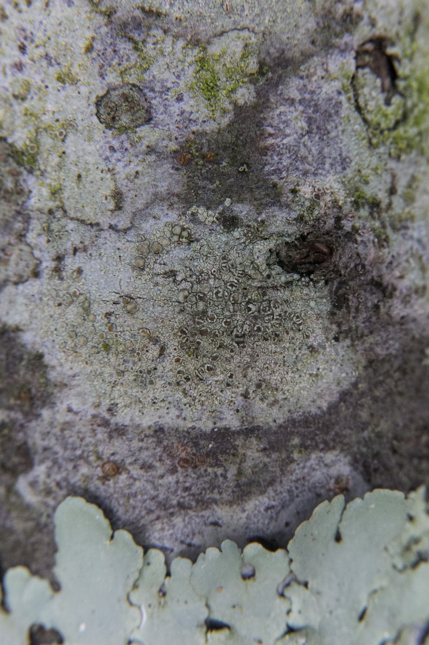 Observation mo-349096, Lecanora cinereofusca