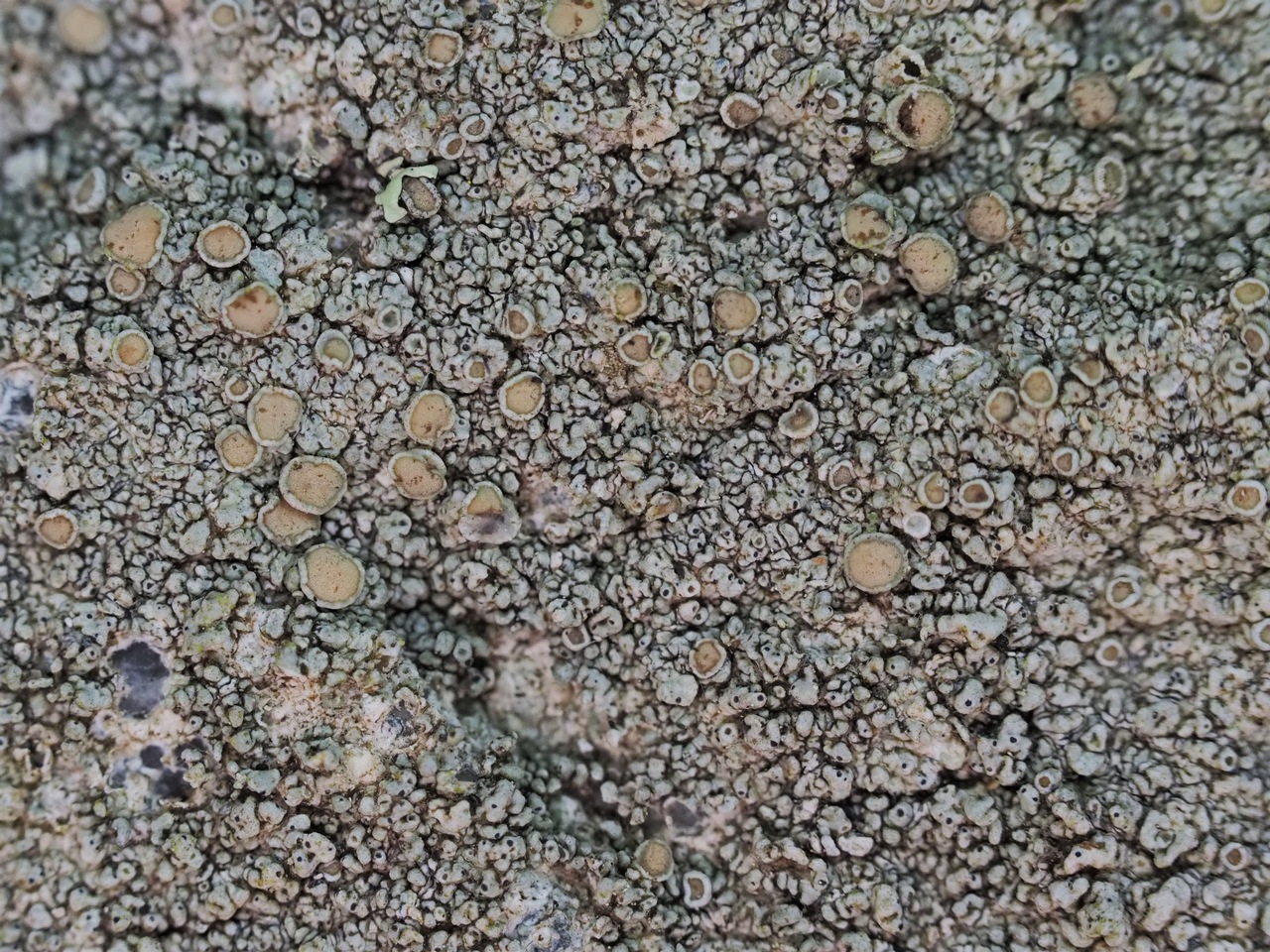 Observation mo-350302, Lecanora pseudistera