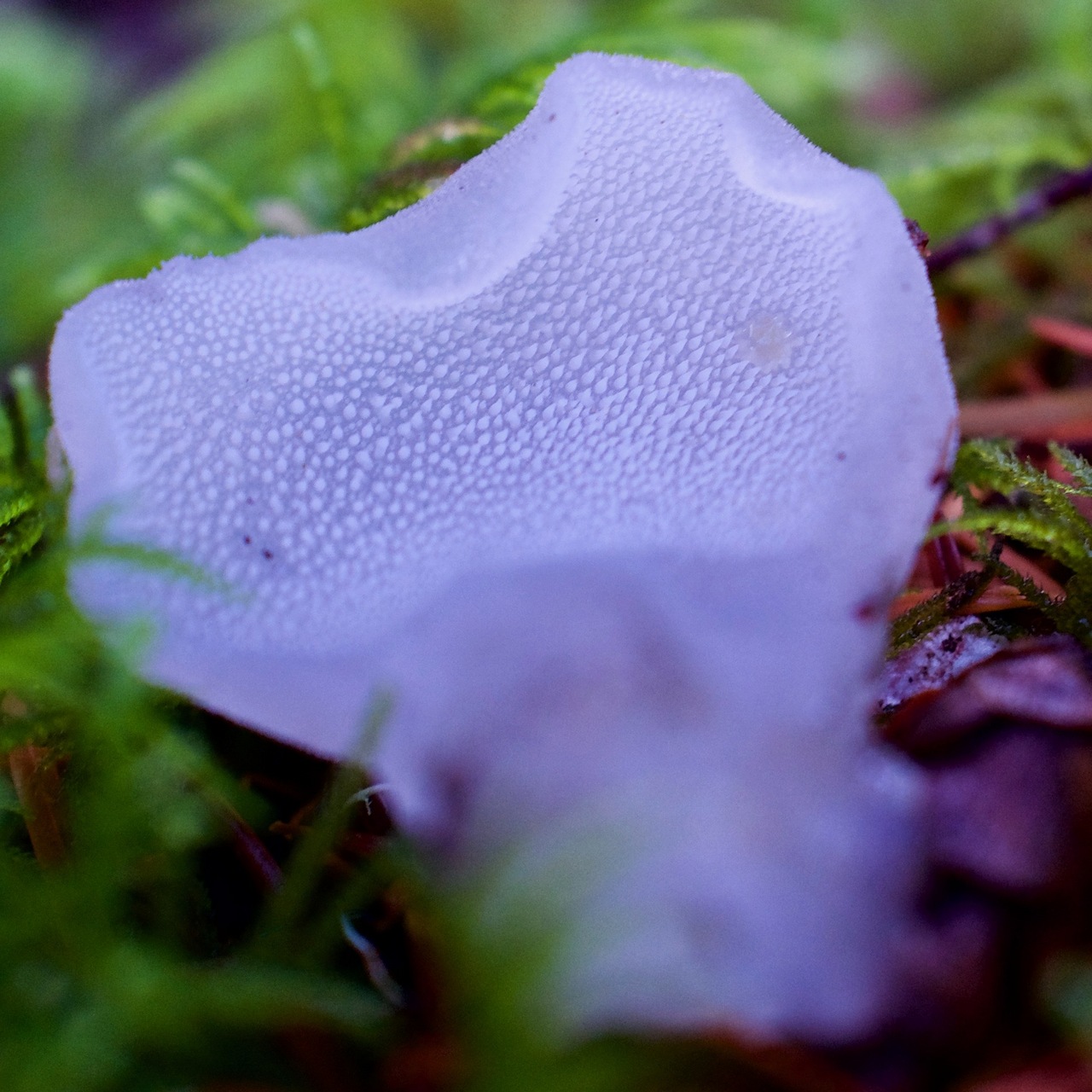 Observation mo-350495, Pseudohydnum gelatinosum