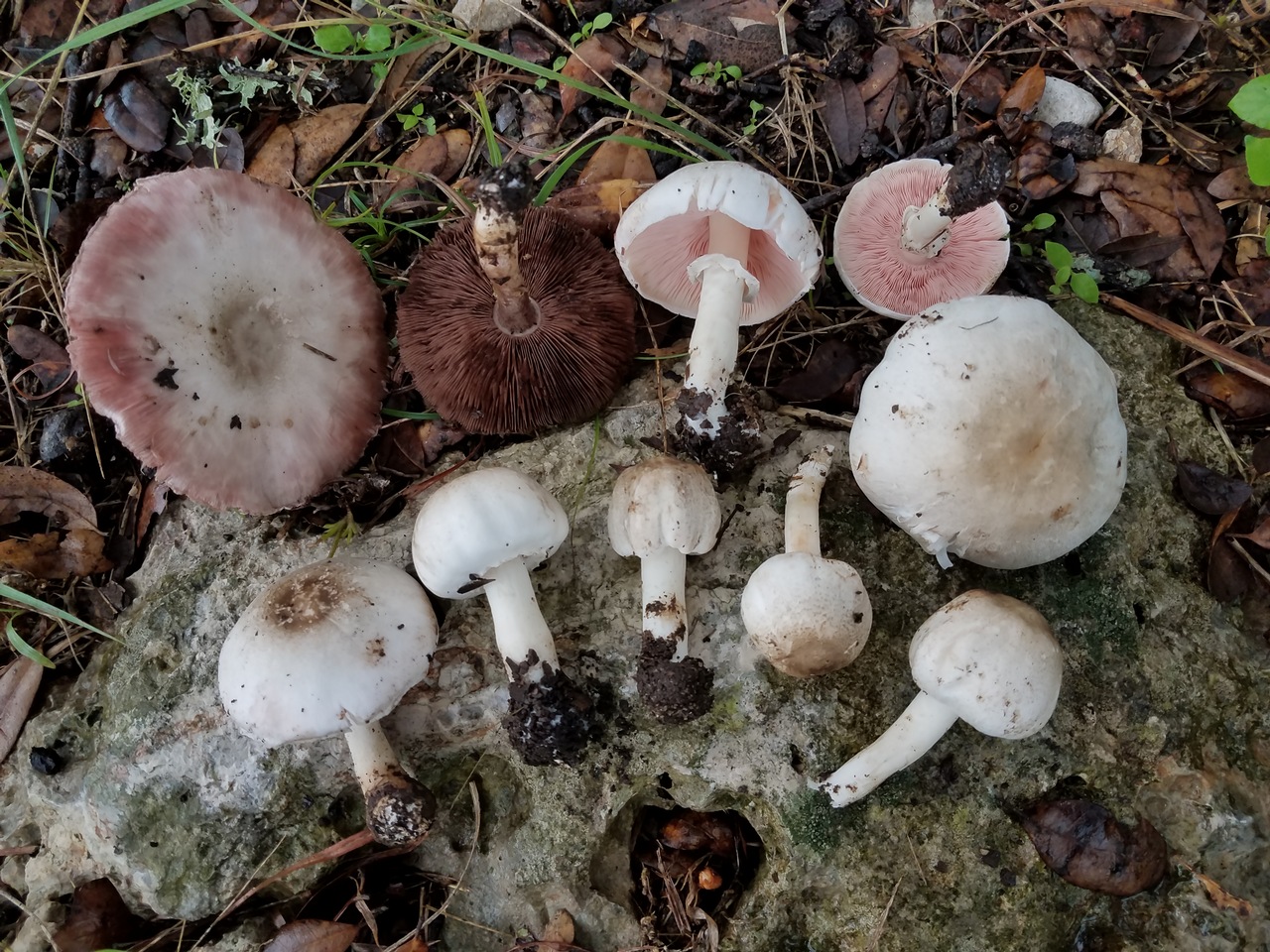 Observation mo-351770, Agaricus griseicephalus