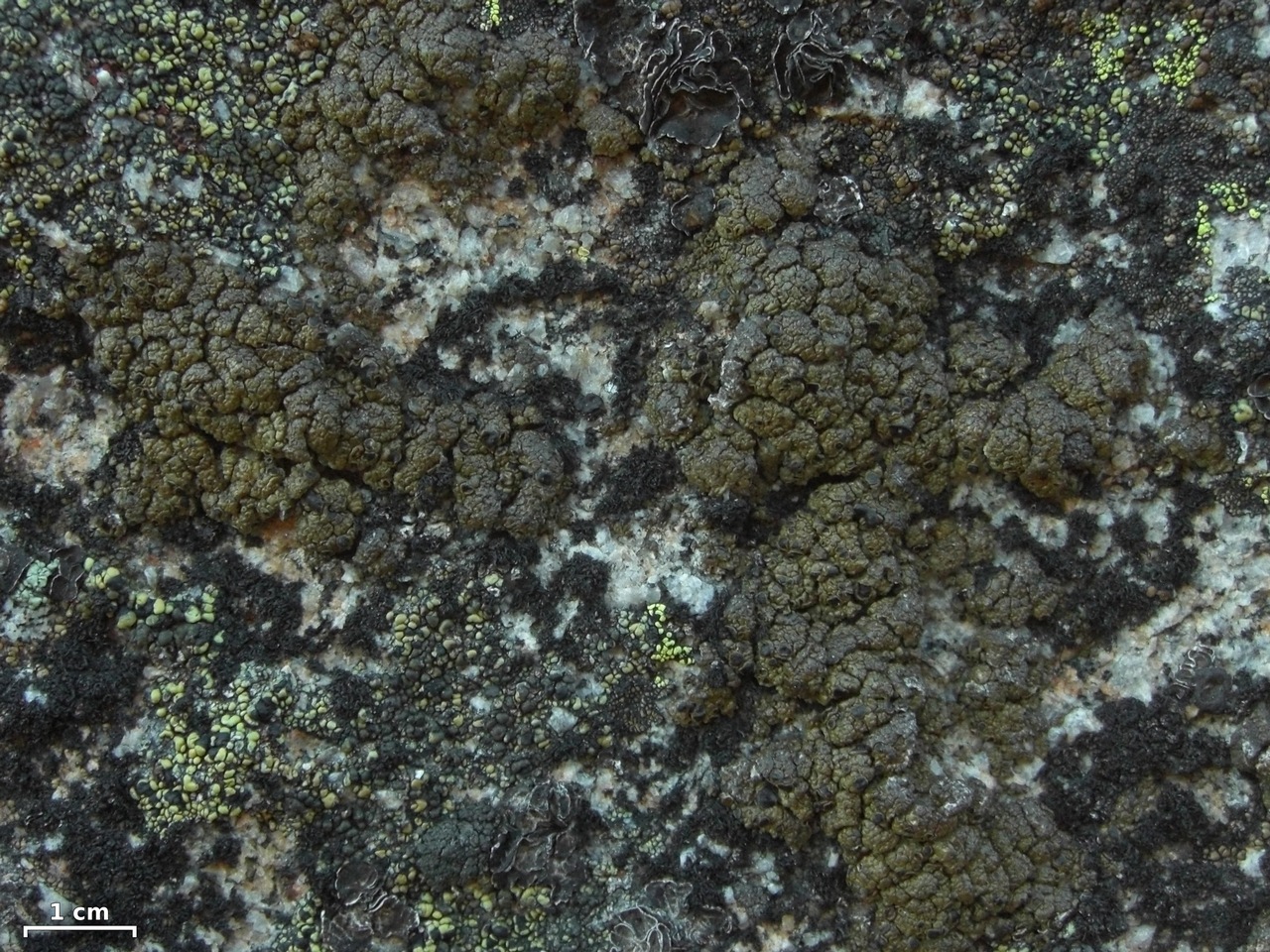 Observation mo-352054, Lecanora pringlei