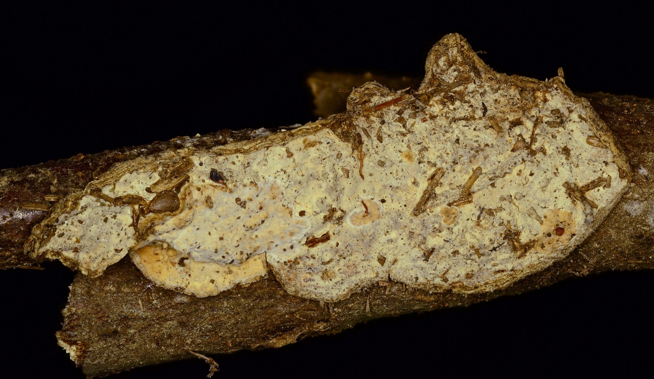 Observation mo-352630, Lopharia sp. 'fp-105043'