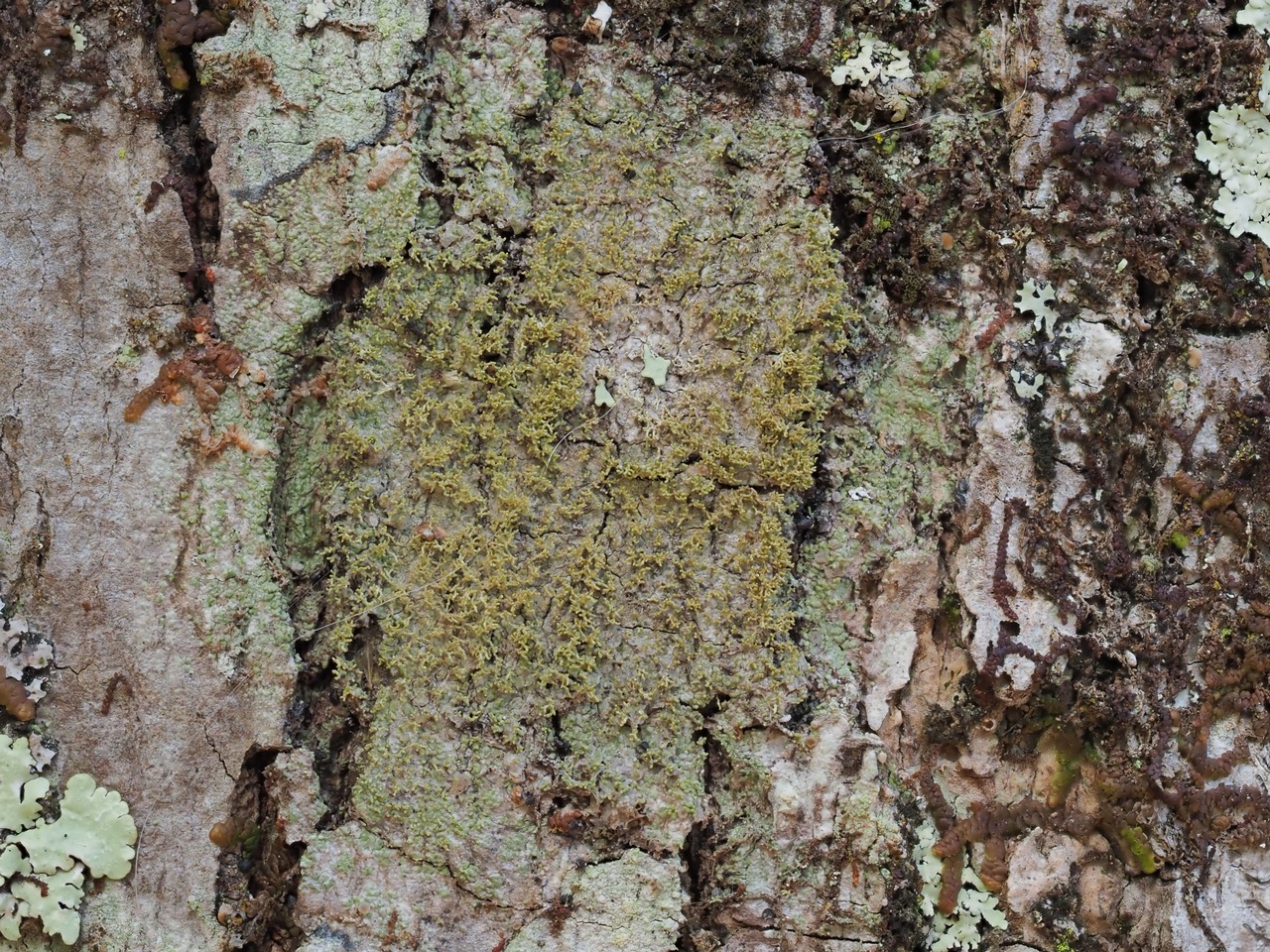 Observation mo-353851, Protoparmelia isidiata