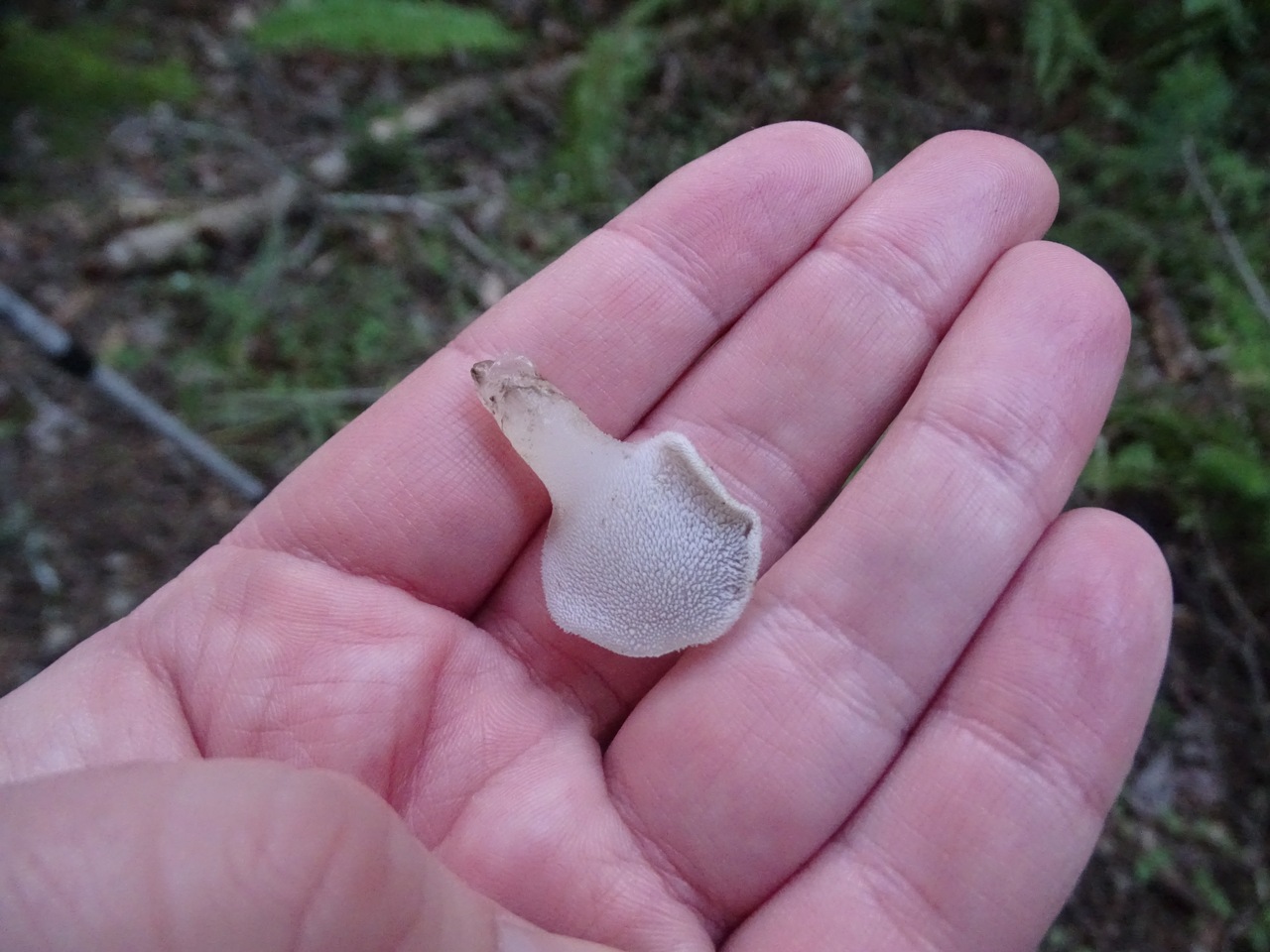 Observation mo-354011, Pseudohydnum gelatinosum