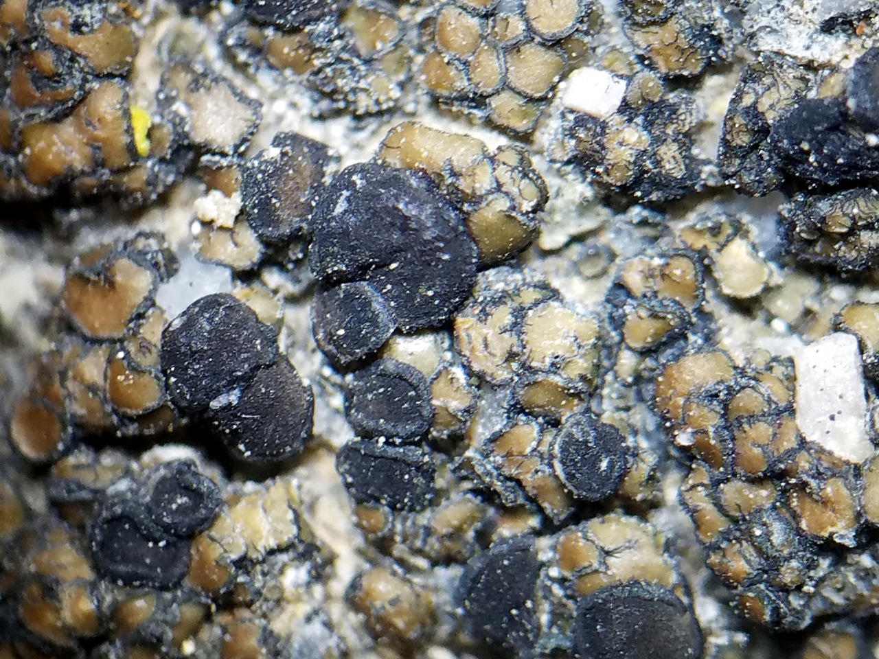 Observation mo-354087, Lecidea protabacina
