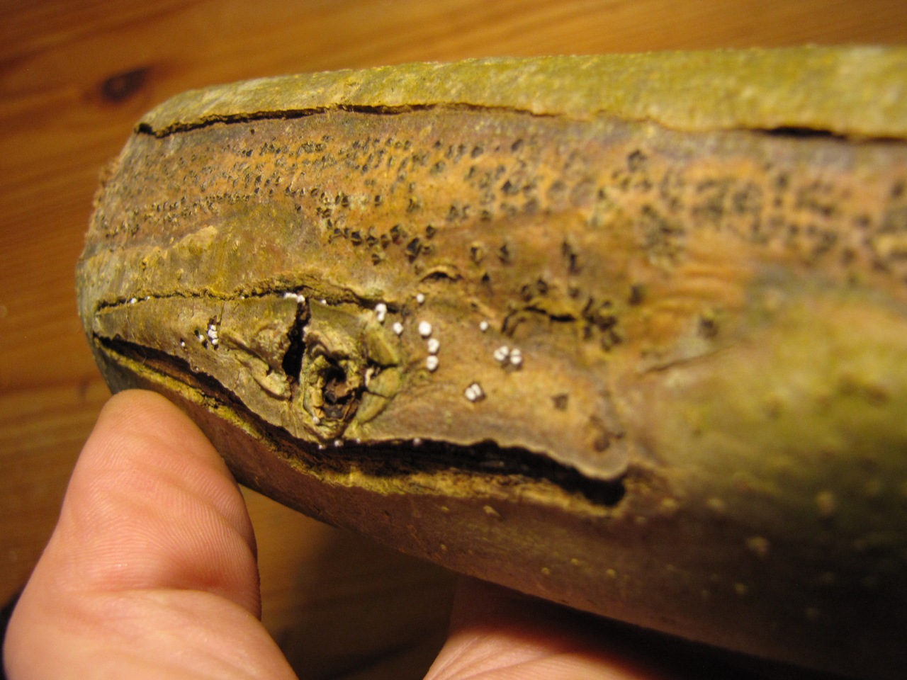 Observation mo-354119, Hymenoscyphus fraxineus