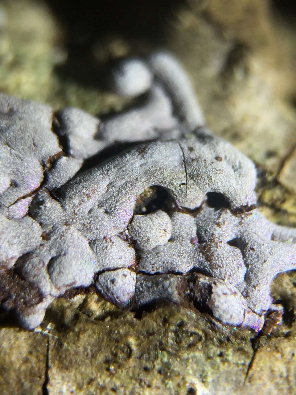 Observation mo-354310, Badhamia affinis