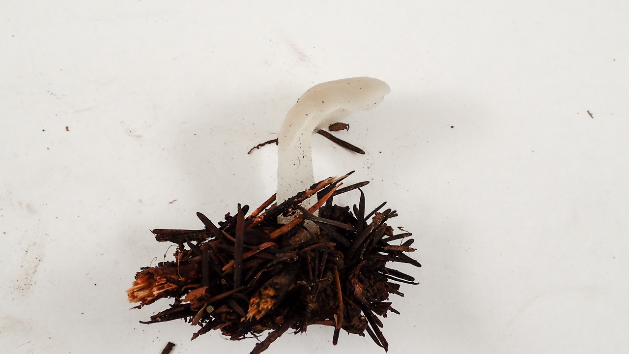 Observation mo-354365, Pseudohydnum gelatinosum