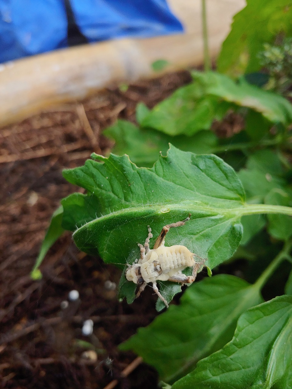 Observation mo-354643, Entomophaga grylli