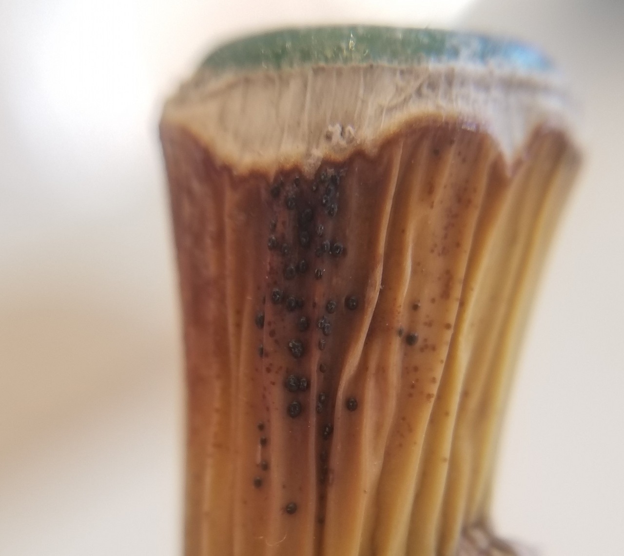 Observation mo-354782, Colletotrichum dracaenophilum