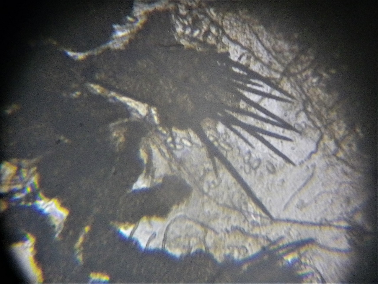Observation mo-354940, Trichodelitschia munkii