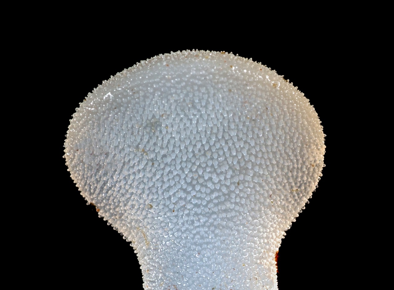 Observation mo-355328, Pseudohydnum gelatinosum