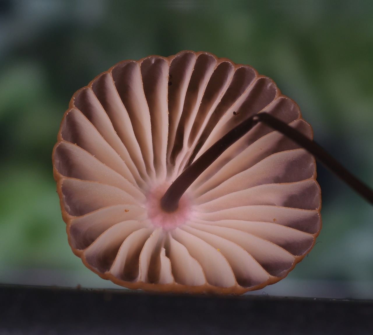 Observation mo-355342, Marasmius angina
