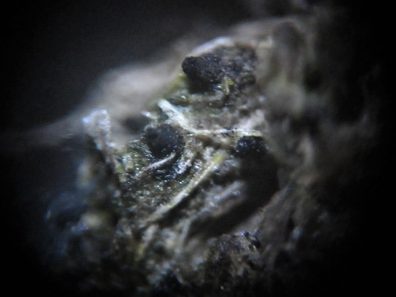 Observation mo-355485, Sporormiella teretispora