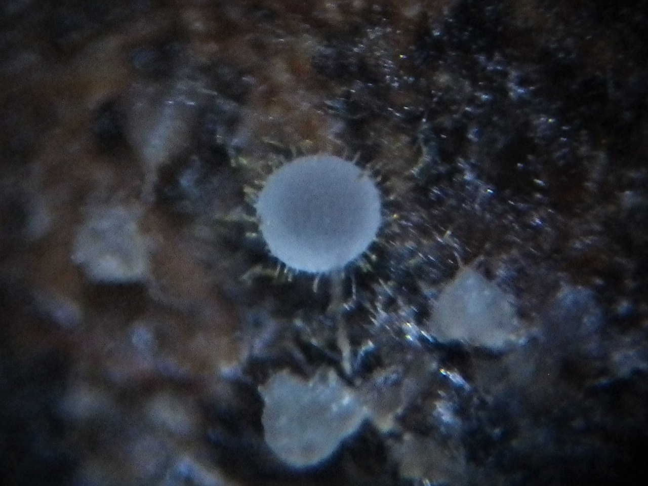 Observation mo-355592, Arachnopeziza obtusipila
