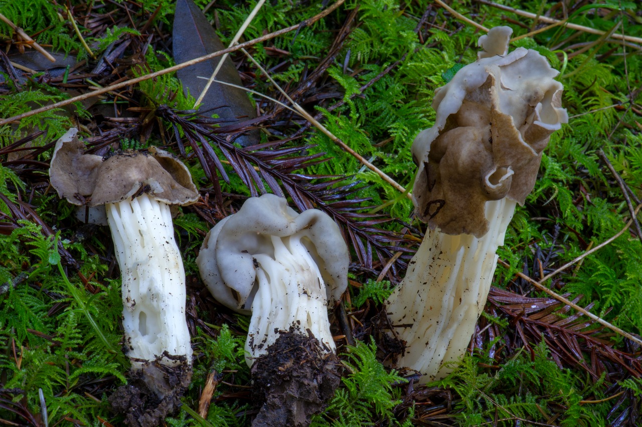 Observation mo-356272, Helvella maculata