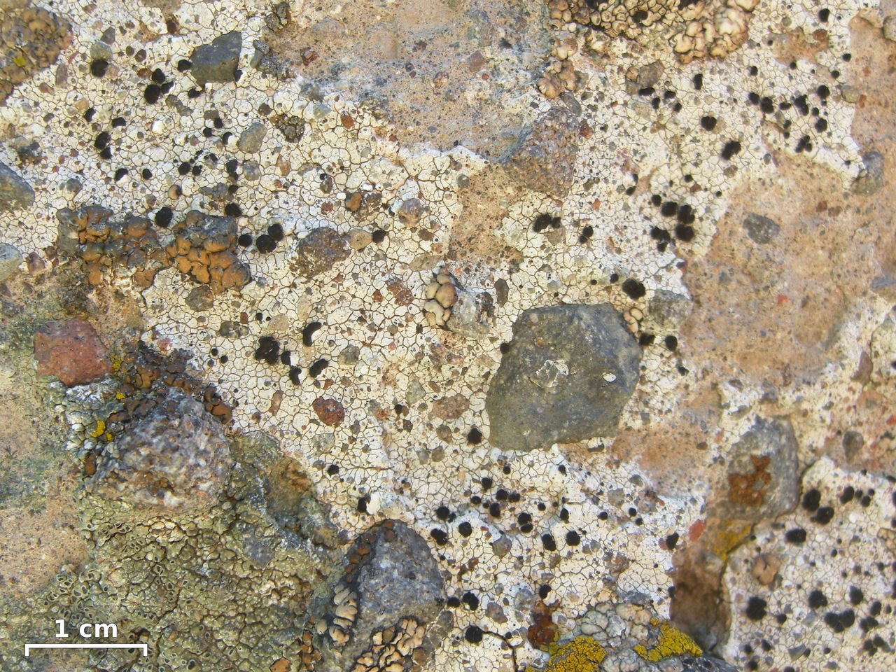 Observation mo-356870, Lecidea andersonii